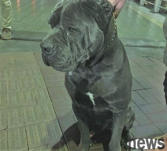 The dog was moaning and screaming in the grass, and the doctor told me to get rid of it as soon as possible!