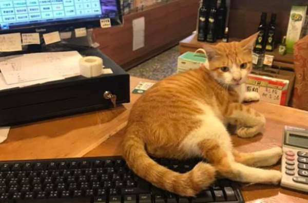 A girl was bullied by her cat colleagues, but netizens forgave her: she is so cute after all!