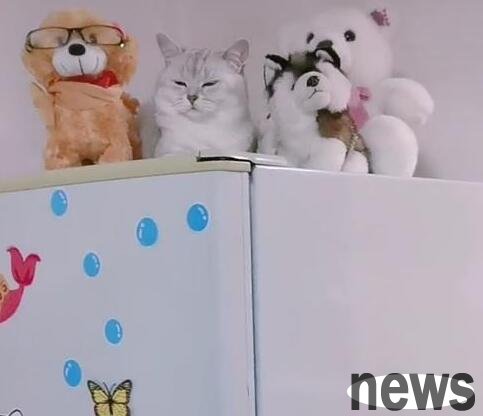 I couldn’t find the cat after I got home from get off work. Unexpectedly, it slept here. Netizen: It’s very well hidden!