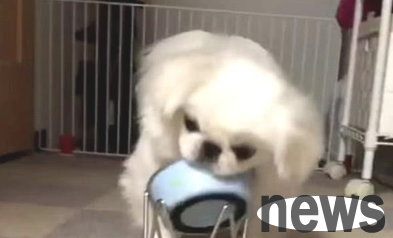 The owner was busy at work and forgot to feed the dog. The dog got angry and picked up the bowl, and then frightened the owner!