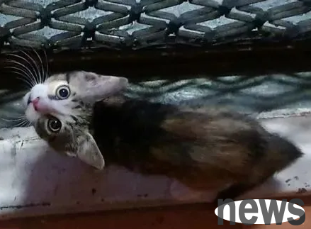 In order to have a home, a stray kitten maliciously touches an old man with a porcelain beard