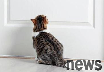 The domestic cat doesn t know that its owner has moved, so it squats at the top of the stairs every day to wait.