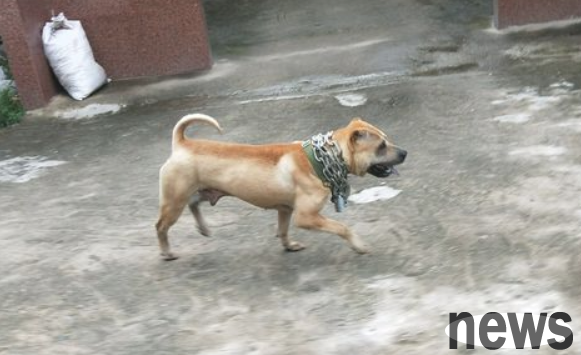 The local dog ate very slowly, so he had to carry the dog leash to the store and had to be chained.