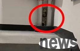 A woman forgot to close the door while keeping her pet, and after looking for the cat for a long time, she turned around and found out