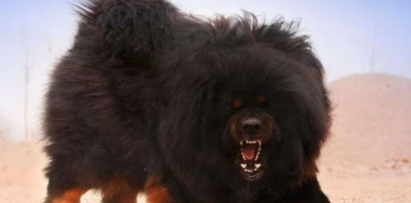 A man was frightened by a big dog and broke his bracelet. The dog owner was ordered to pay 34,000 yuan in damages.