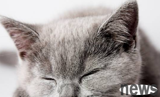 I gave my cat to my father who was a soldier on a business trip. When he came home, he saw that everything can be made into tofu cubes.