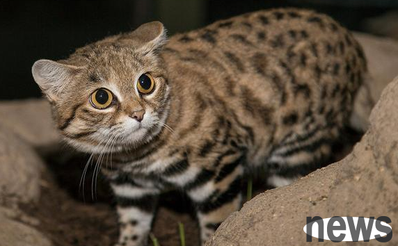 Africa’s smallest cat is banned worldwide