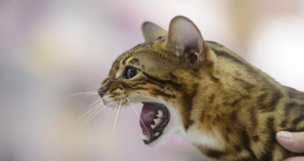 Kazakhstan discovered the earliest domestic cat on the Silk Road, witnessing the exchange of nomadic and urban cultures